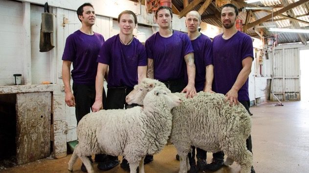 Merino Wool: A Superior, Natural Alternative for Firefighter Station Wear